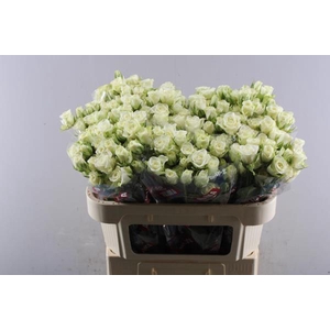 Leucad Jade Pearl Vertakt L 70