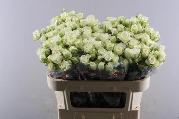 <h4>Leucad Jade Pearl Vertakt L 70</h4>