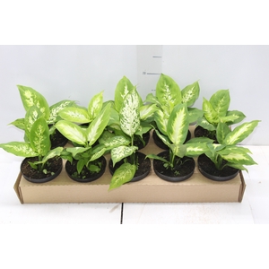 DIEFFENBACHIA VARIADO P11