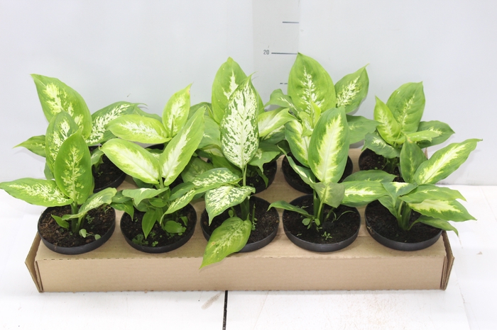 <h4>DIEFFENBACHIA VARIADO P11</h4>