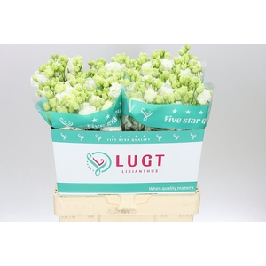 Eust Du Allisa Pure White
