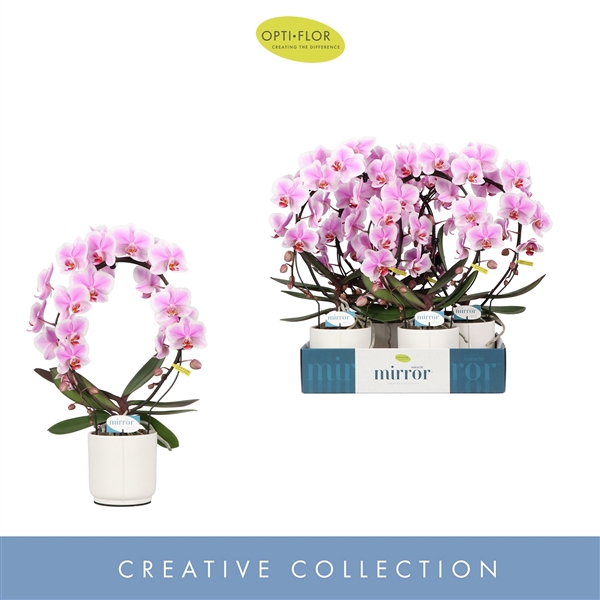 <h4>Mirror Miracle Jasmine 2 spike in Lazio White</h4>