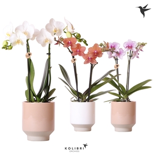 Kolibri Orchids Phalaenopsis mix 2 spike in Harmony pot mix