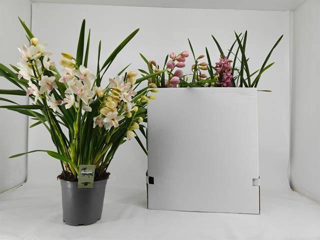 <h4>CYMB GEMENGD</h4>