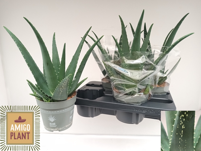 <h4>ALOE VERA</h4>