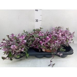 Tradescantia flum. 'Quadricolor'