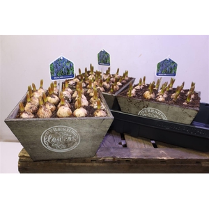 arr8 Arr Muscari In Houten Bakje Xxl