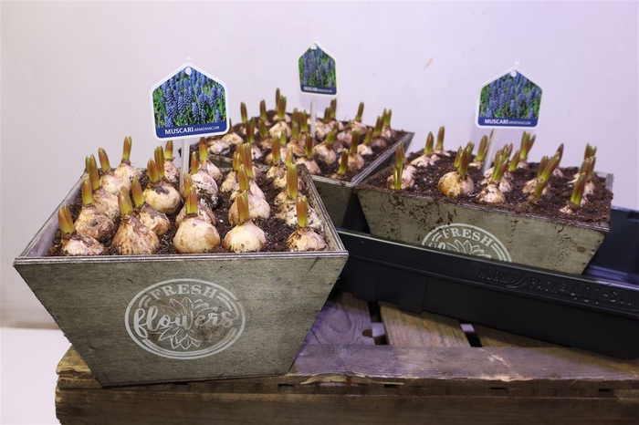 <h4>Arr Muscari In Houten Bakje Xxl</h4>