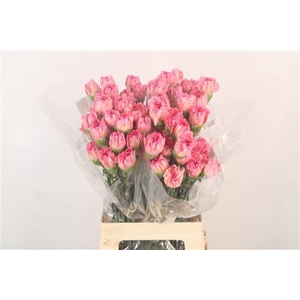 Di St Minami Passion