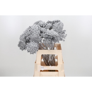 Ammi Zaad Kl Bh Zilver