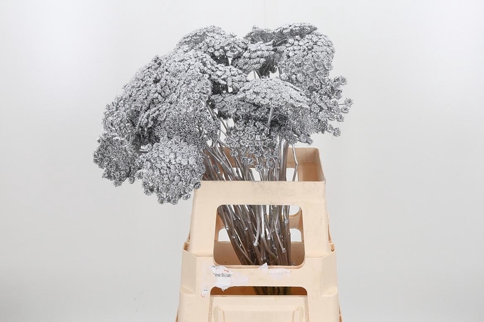 <h4>Ammi Zaad Kl Bh Zilver</h4>