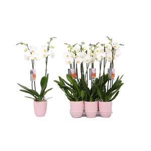 Phalaenopsis White, 2-spike Pink Ceramics