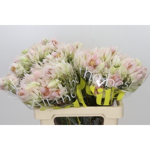 Blushing Bride 4/6 Flowers