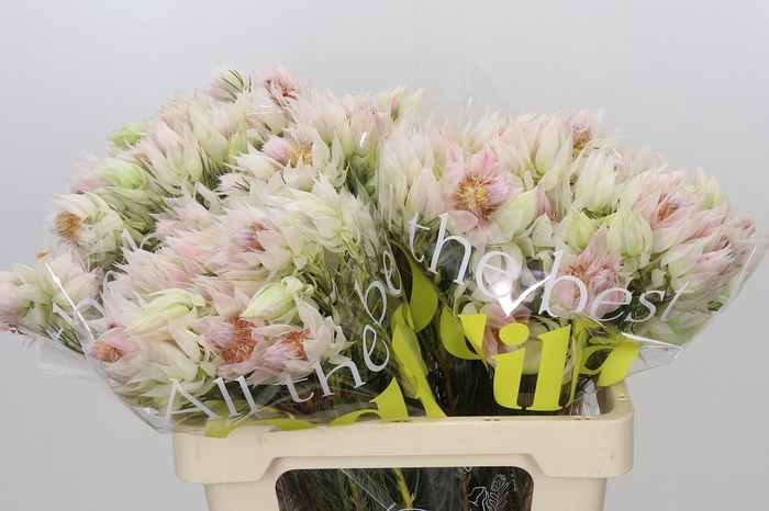 <h4>Blushing Bride 4/6 Flowers</h4>