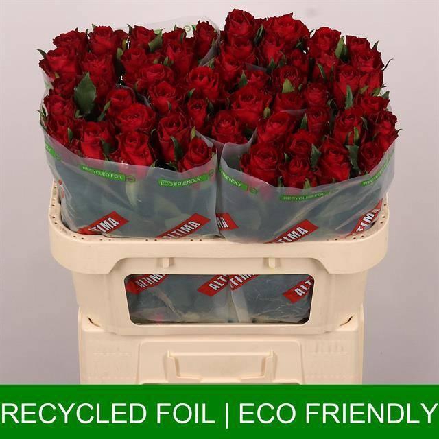 <h4>R GR MADAM RED</h4>