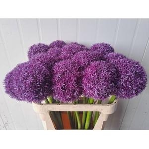 ALLIUM GLOBEMASTER