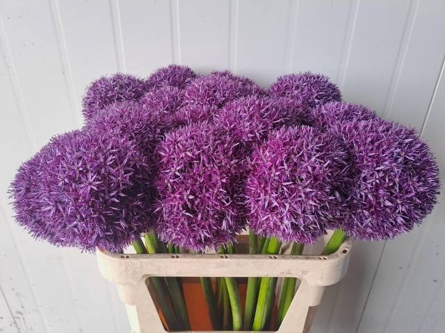 <h4>ALLIUM GLOBEMASTER</h4>
