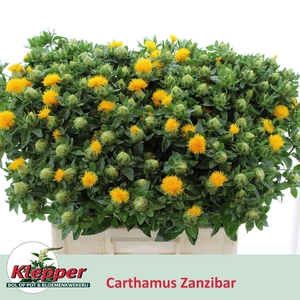 Carth T Zanzibar