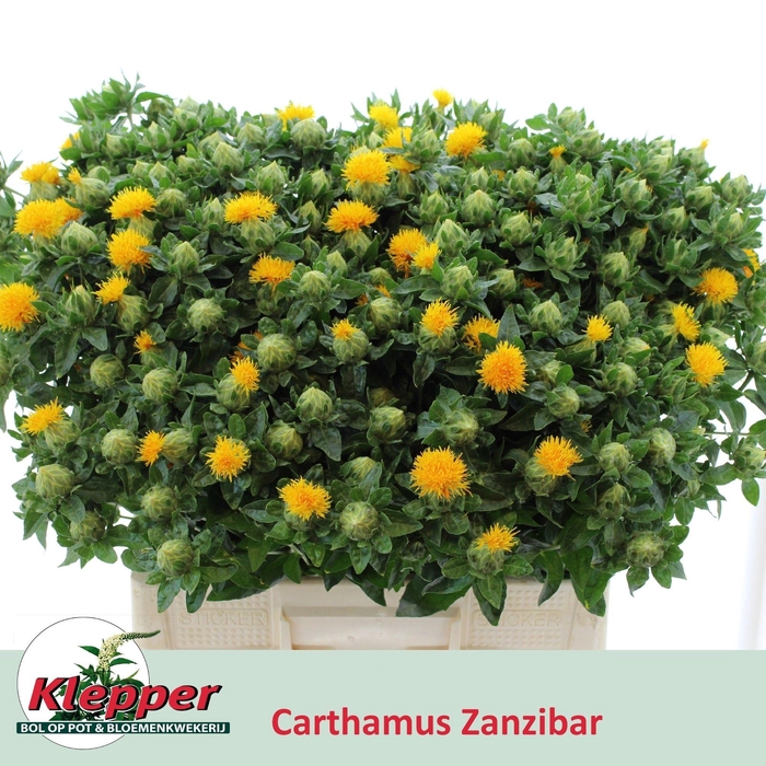 <h4>Carth T Zanzibar</h4>