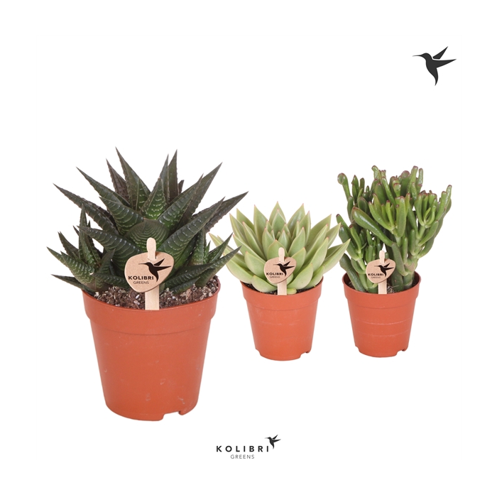 <h4>Kolibri Greens Succulenten mix</h4>