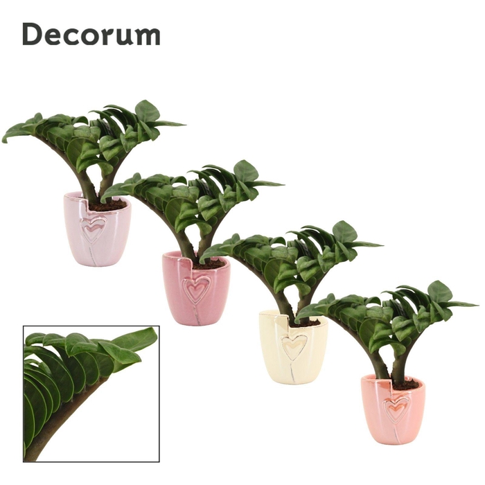 <h4>Zamioculcas Zenzi V-Leaf 6 cm Decorum, 2 veren in Joa (Special m</h4>