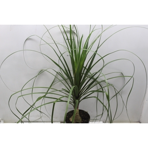 BEAUCARNEA P17