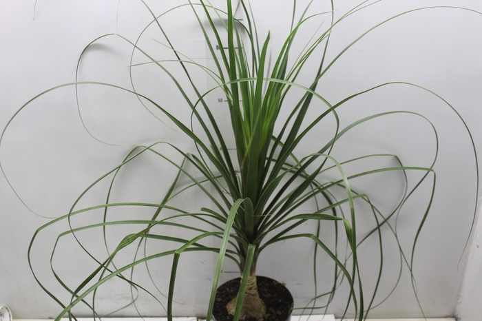<h4>BEAUCARNEA P17</h4>