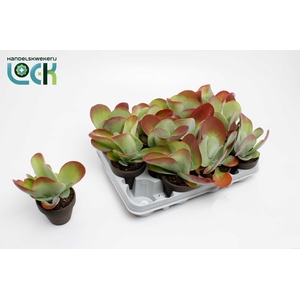 Kalanchoe Thyrsiflora in stenen pot