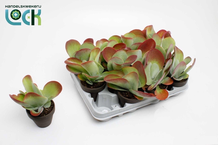 <h4>Kalanchoe Thyrsiflora in stenen pot</h4>