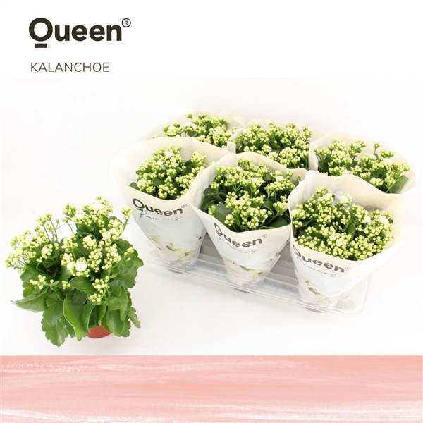 Kalanchoe Cecilie Wit P14 Queen