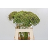 Ammi Visnaga Green Mist