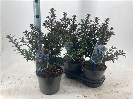 <h4>Ilex Meserveae</h4>