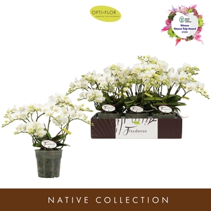 PHAL OPTI FREEDANZO DOVE >4/6 SPIKE