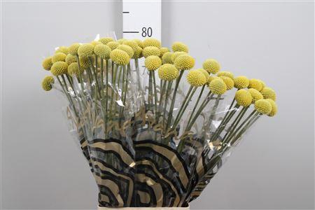 <h4>Cras Paintball Pop</h4>