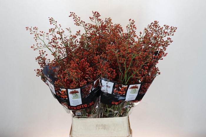 <h4>ROSA AUT ROSEFRUITS</h4>