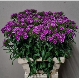 DI BARB BARCELO PURP