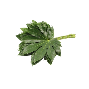 Aralia Medium Green Invest