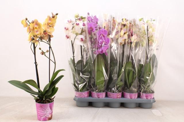 <h4>PHAL GEM 5 KL</h4>