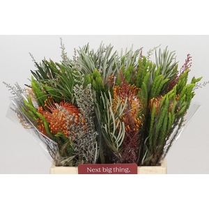 BQ Nutans Cordifolium SFB