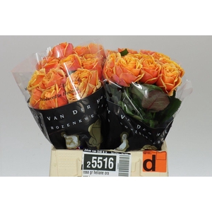 Rosa Gr Heliane Orange+