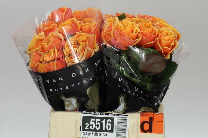 <h4>Rosa Gr Heliane Orange+</h4>