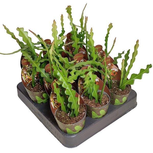 <h4>EPIPHYLLUM ANGULIGER</h4>