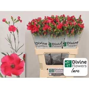 Dianthus TR 'Solomio Imre'