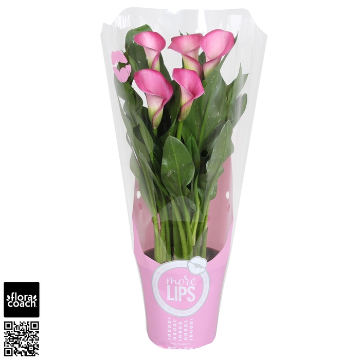 <h4>Zantedeschia Zazu Calla roze in MoreLIPS® hoes</h4>