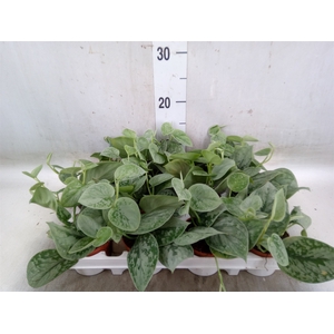 Scindapsus pictus 'Silvery Ann'