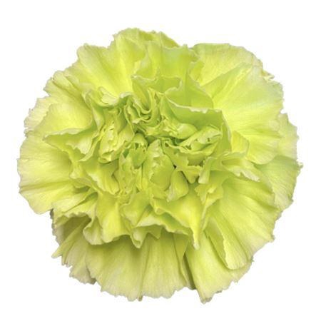 <h4>DIAN.ST. Green</h4>