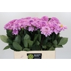 Dahlia Sweet Suprise