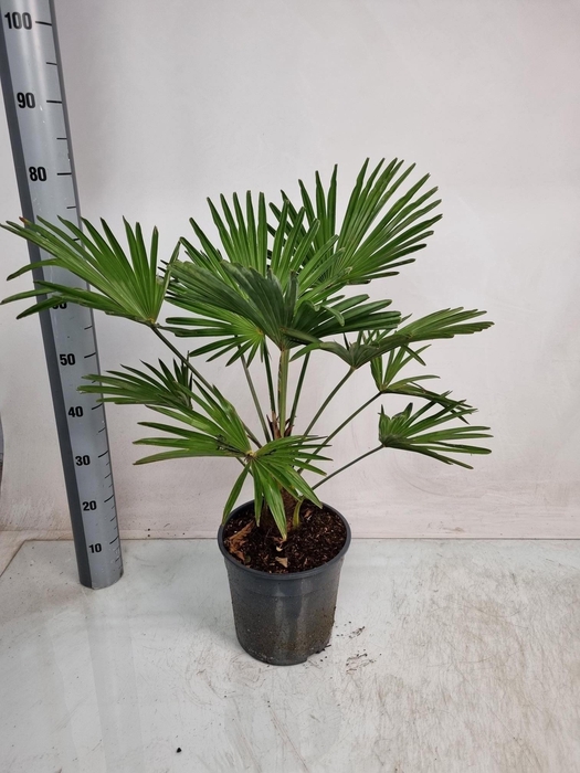 <h4>TRACHYC WAGNERIAN</h4>