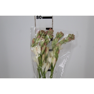 ANGELICA 070 CM