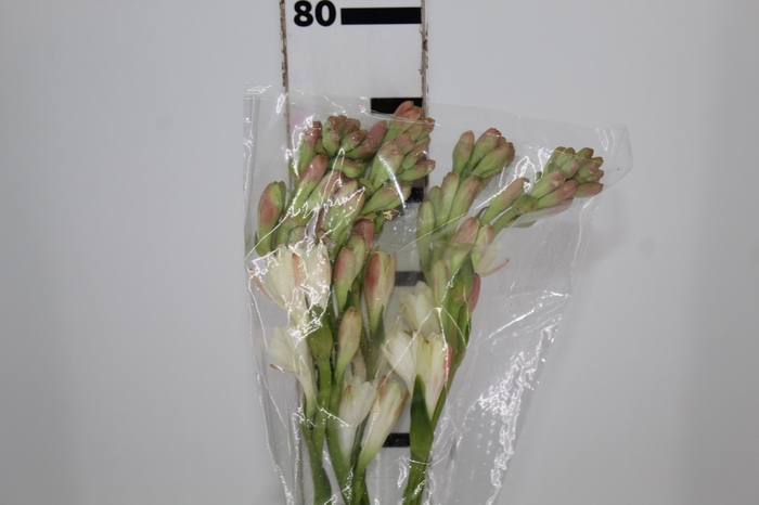 <h4>ANGELICA 070 CM</h4>